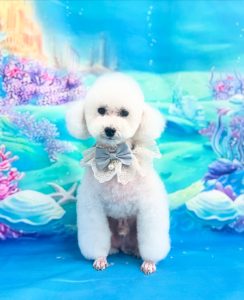 Pet Salon OneFirst　ペットトリミング、ペットホテル